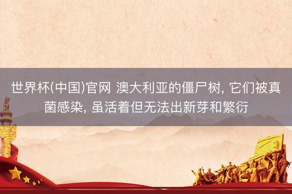 世界杯(中国)官网 澳大利亚的僵尸树, 它们被真菌感染, 虽活着但无法出新芽和繁衍
